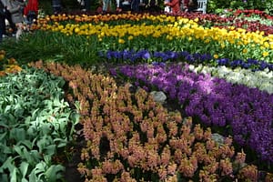 Rows and rows of flowers!