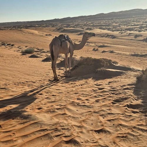 camel in the desert.