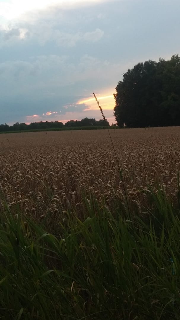 Wheat Fields in Munich