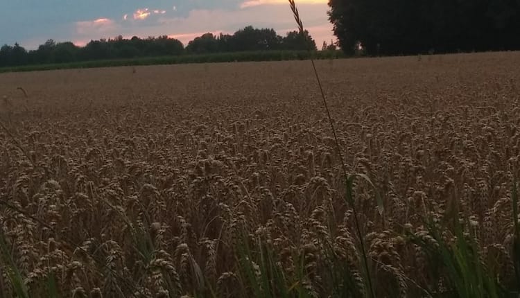 Wheat Fields in Munich