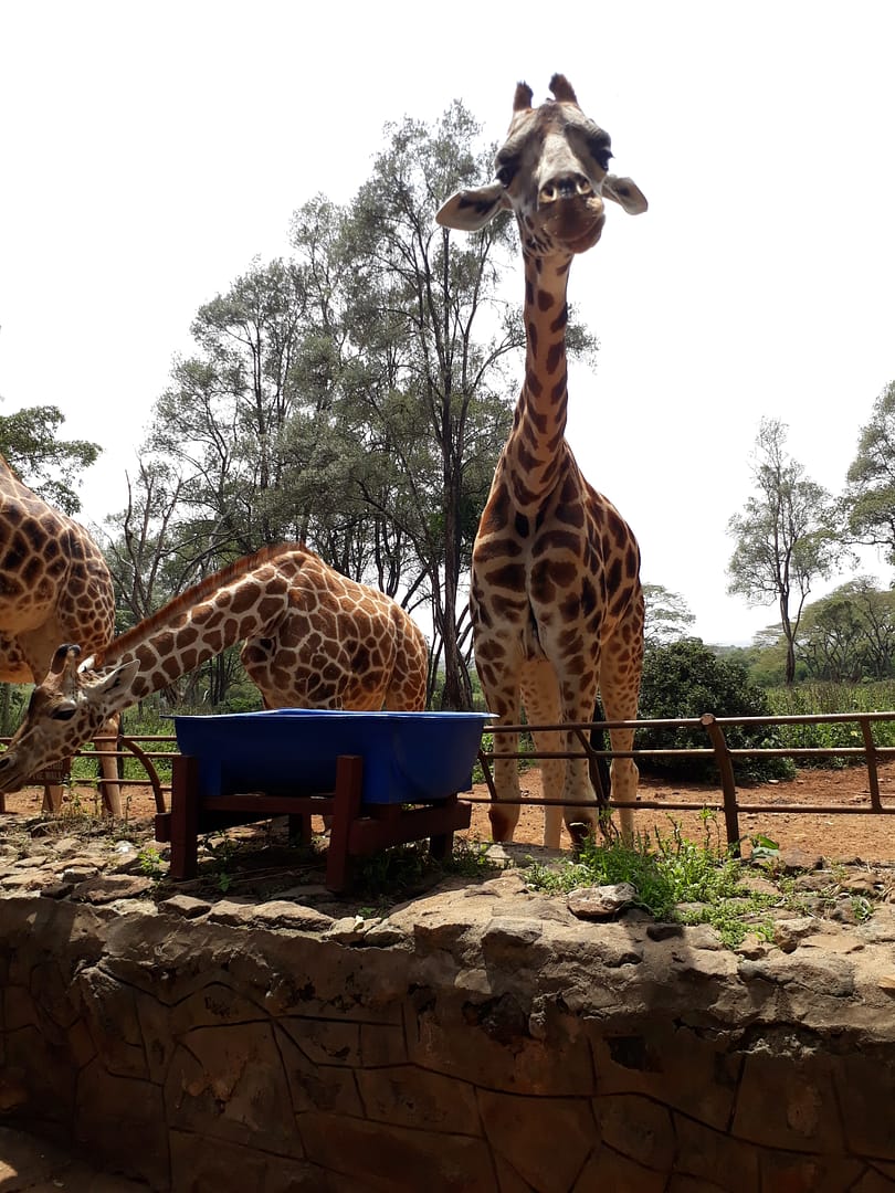 Africa Safariland Tours